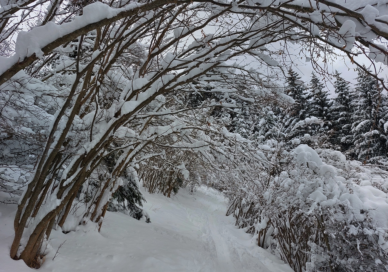 Serpentínky lieskovými tunelmi pretekovo strmé, či mi len pásy dosluhujú? Serpentínky_lieskovými_tunelmi_pretekovo_strmé,_či_mi_len_pásy_dosluhujú?
